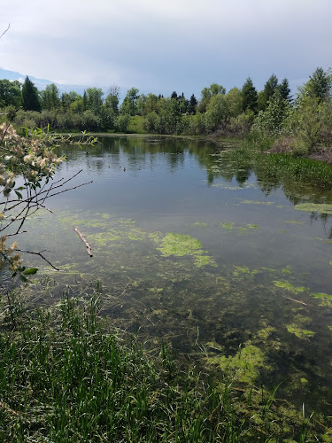 Michael O’Brien Wetland